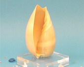 Beach Decor - Shell on Lucite Base