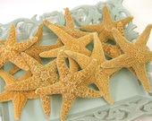 Starfish - Large - 6 to 7 in.
