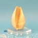 Beach Decor - Shell on Lucite Base
