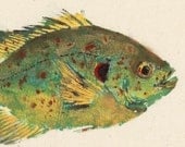 Shellcracker - Gyotaku Fish Rubbing - Limited Edition Print (10 x 8)