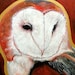 Barn Owl Raptor Original Art Limited Edition Print Acrylic Bird Painting