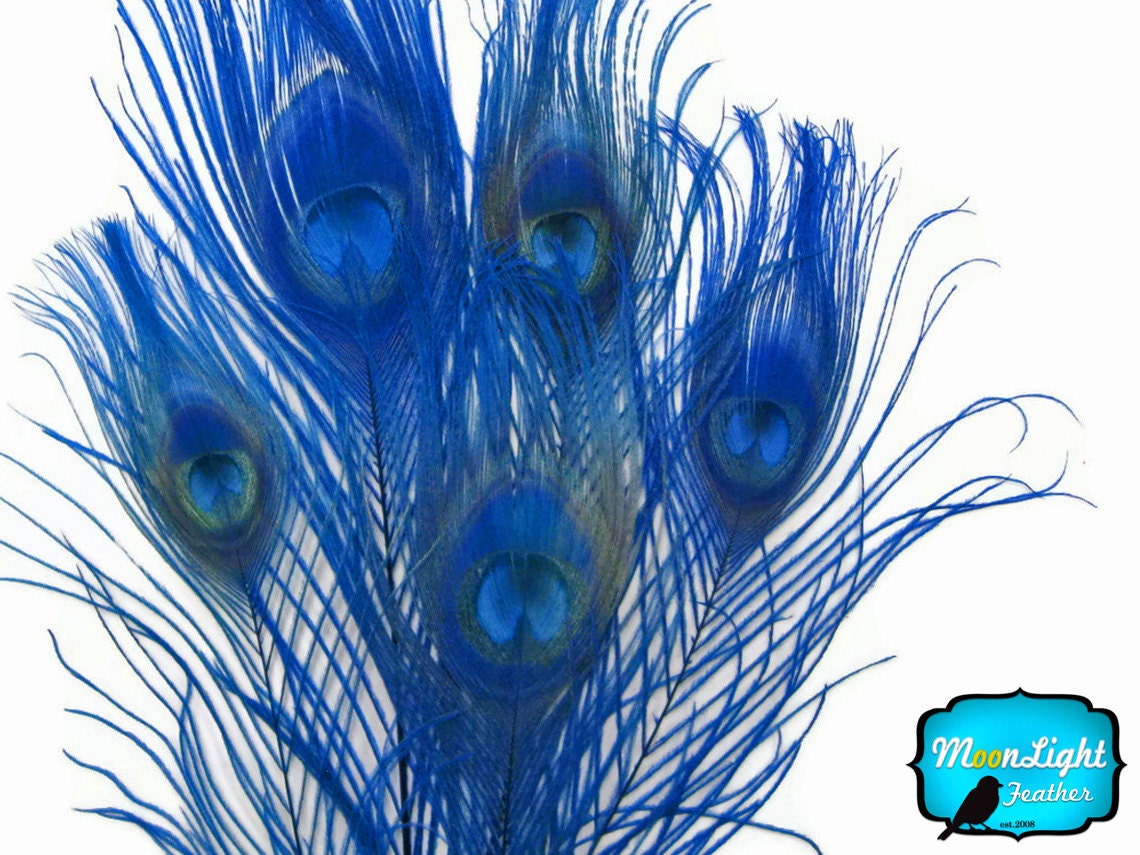 50 Pieces - Wholesale NAVY Bleached and Dyed Tails Peacock Feathers (bulk) : 1288