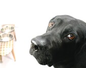 Dog Feeder / Raised Dog Feeder / Pet Feeder / Skateboard / Raised Dog Bowls / Skateboard Dog Feeder / Skateboard Deck