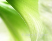 Green Flowers Photograph 'Moonlight' Amaryllis 5x7 bright lime green home decor floral wall art macro abstract photography