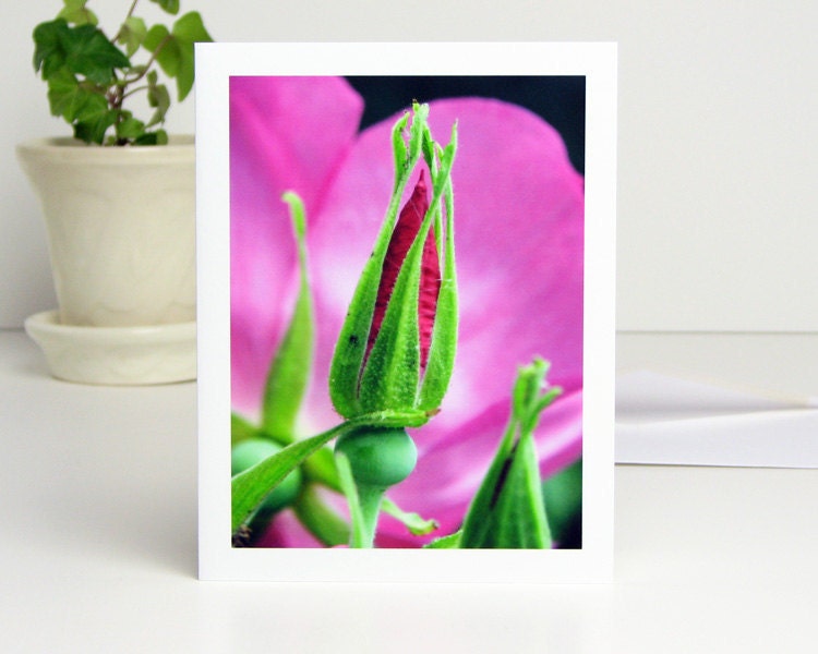 Flower Photography Note Card, Hot Pink Rosebud Wildberry Breeze Rose, floral photo stationery, bright magenta, green