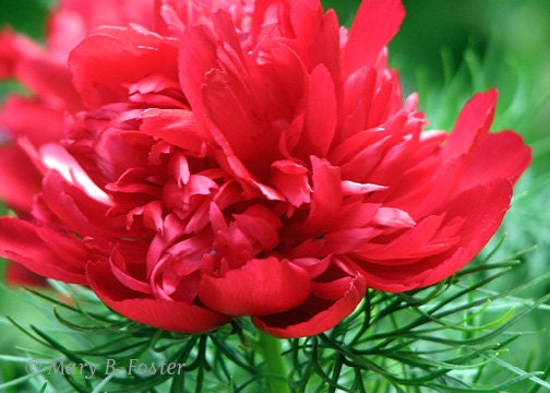 Garden Flower Photography Fern Leaf Peony 7x5 bright red green botanical floral wall art print home decor nature macro photo