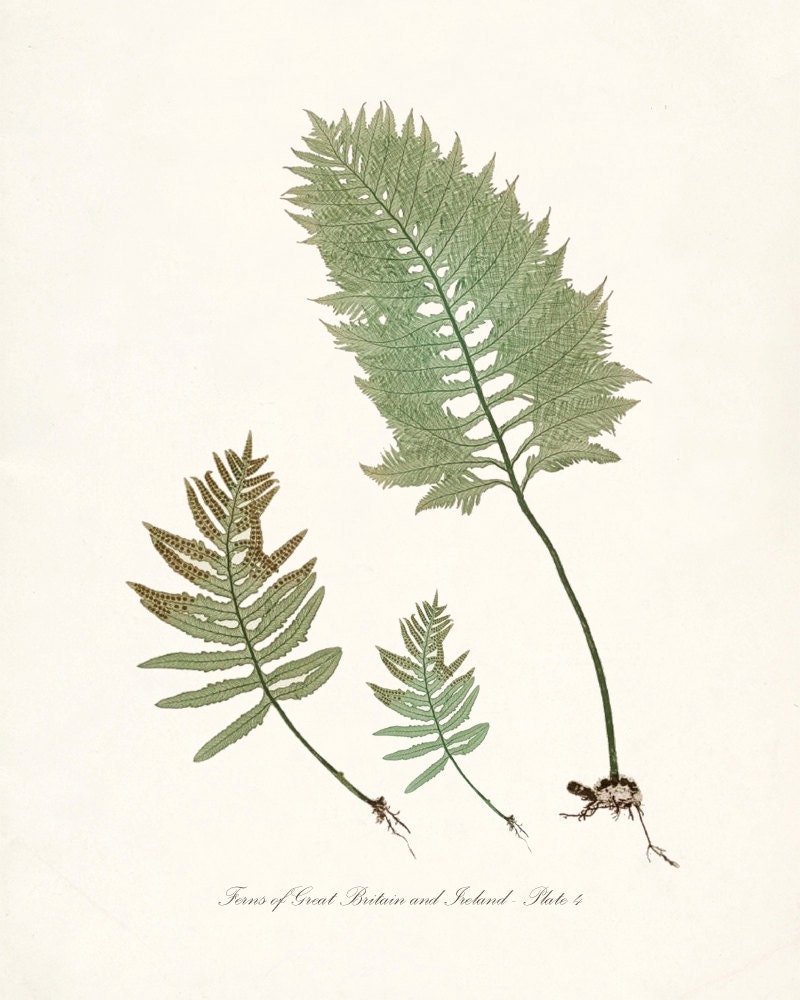 Vintage Botanical Print - Ferns of Britain and Ireland - Plate 4 Natural History Wall Decor  8x10