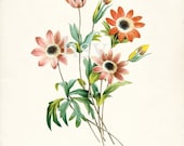 Anemone Illustration - Redoute Natural History Botanical Wall Decor Print 8x10