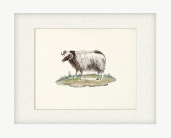 Sheep Art Print - Vintage Ram Wall Decor Art Illustration  8x10