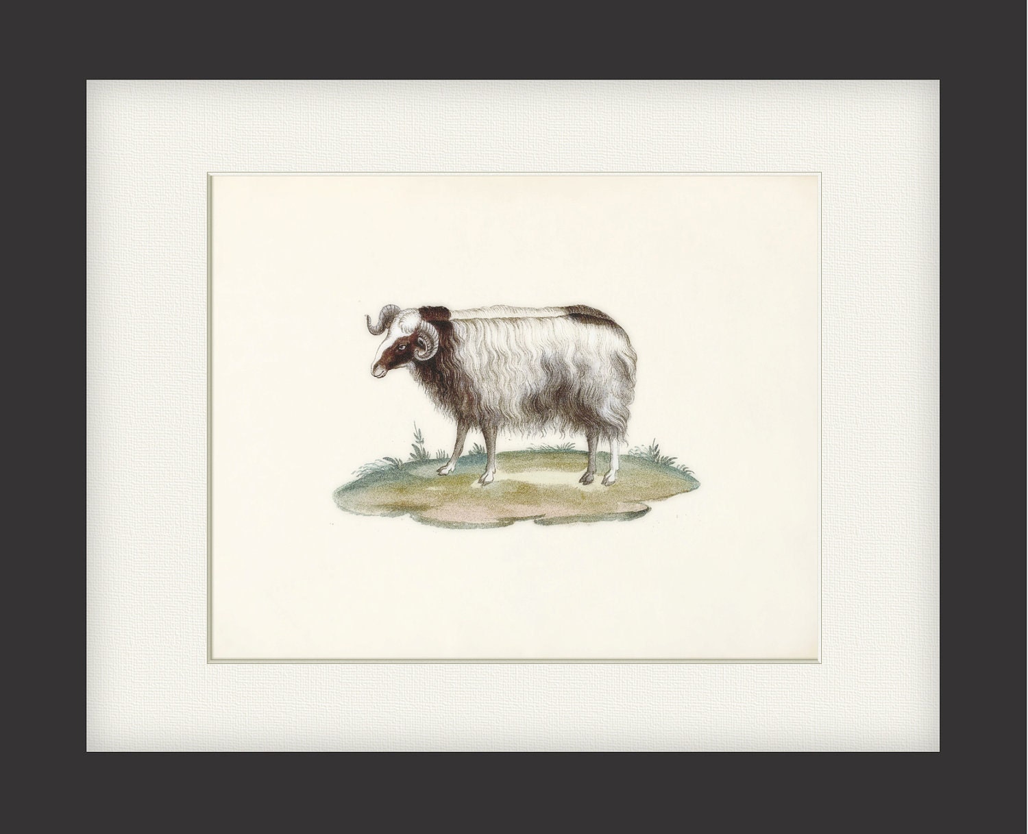 Sheep Art Print - Vintage Ram Wall Decor Art Illustration  8x10