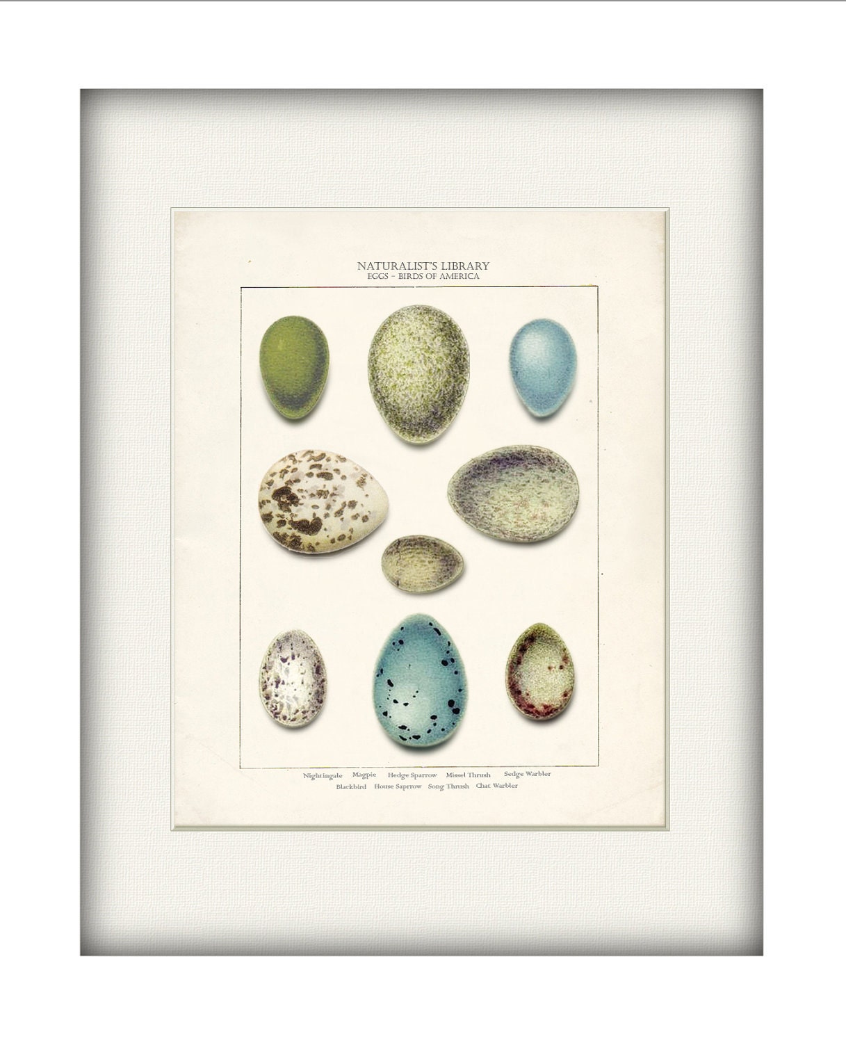 Songbird Eggs Illustration Shabby Chic Art Print - Birds of America Natural History Wall Decor 8x10