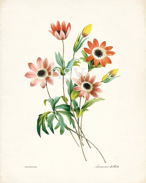 Anemone Illustration - Redoute Natural History Botanical Wall Decor Print 8x10