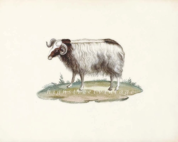 Sheep Art Print - Vintage Ram Wall Decor Art Illustration  8x10