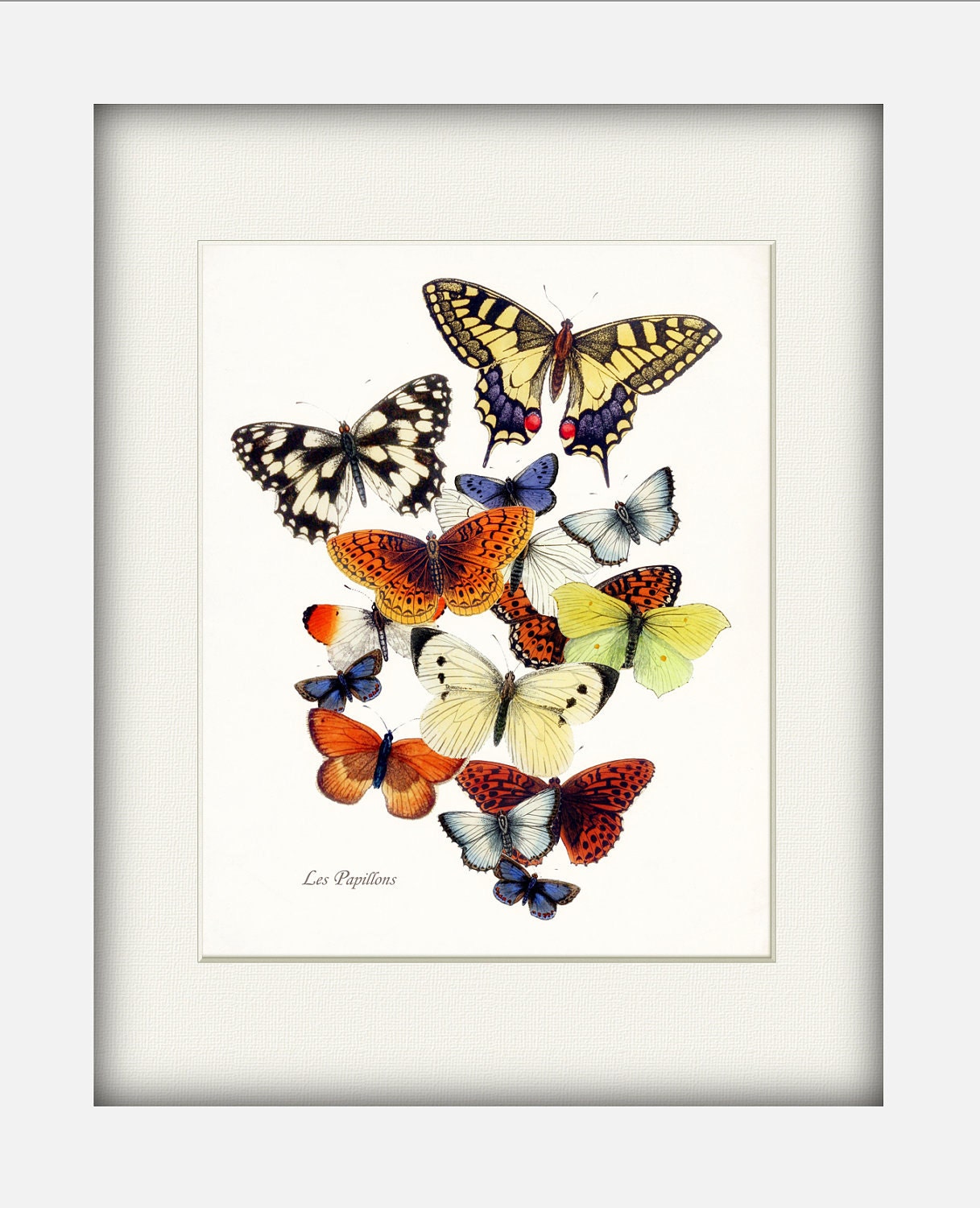 Butterfly Garden Collage Natural History Wall Decor Art Print 8x10