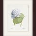 Redoute Botanical - "Blue Hydrangea" Natural History Art Print 8x10