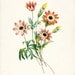 Anemone Illustration - Redoute Natural History Botanical Wall Decor Print 8x10