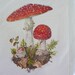 vintage 1970 mushroom print (new old stock kronen verlag w germany)
