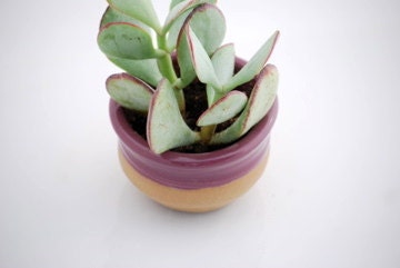 planter with dish in grape purple