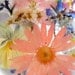 Suncatcher with Pressed Flowers- Peach Daisy, Pink Larkspur, Blue Lobelia, Pansies, Queen Anne's Lace, Bridal Veil, Heather