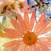 Suncatcher with Pressed Flowers- Peach Daisy, Pink Larkspur, Blue Lobelia, Pansies, Queen Anne's Lace, Bridal Veil, Heather