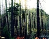 Photography Print 9x12 Desolate Forest