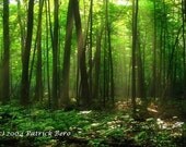 Forest Floor