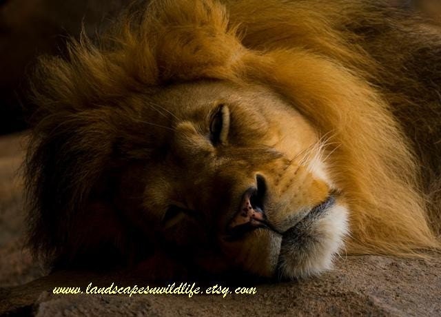 Cat Nap