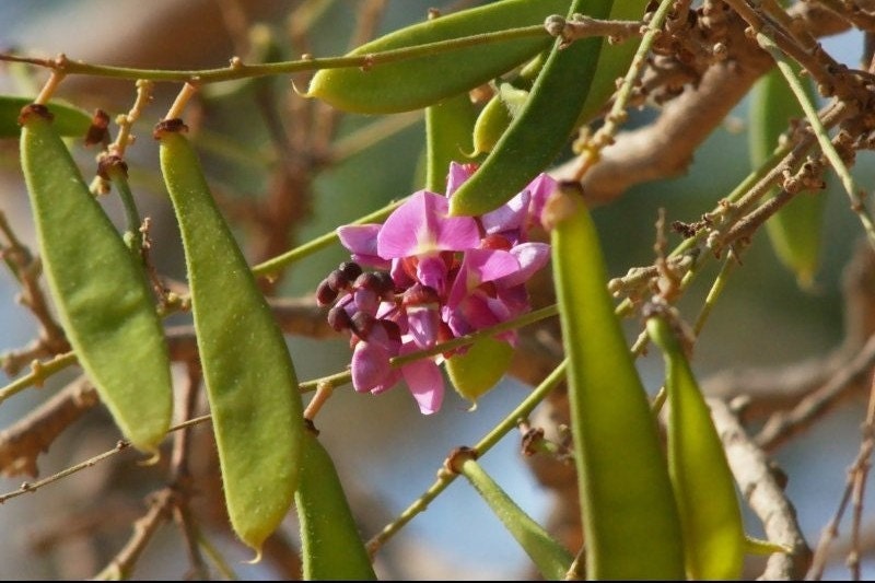 Rosewood Aromatherapy Essential Oil Pre-Diluted for perfumers and botanical perfumery