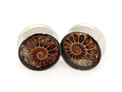 Ammonite Fossil Embedded Plugs gauges - 1", 1 1/8", 1 1/4", 1 3/8", 1 1/2"