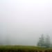 Nature Photography, Trees in Fog, Fine Art, Landscape, 11X14 Mat,  Wall Hanging, Ready to Frame, Wall Art