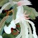 KIMONO DESIGN PATTERNS, vintage book with 200 color photos of patterns from 1850 to 1920
