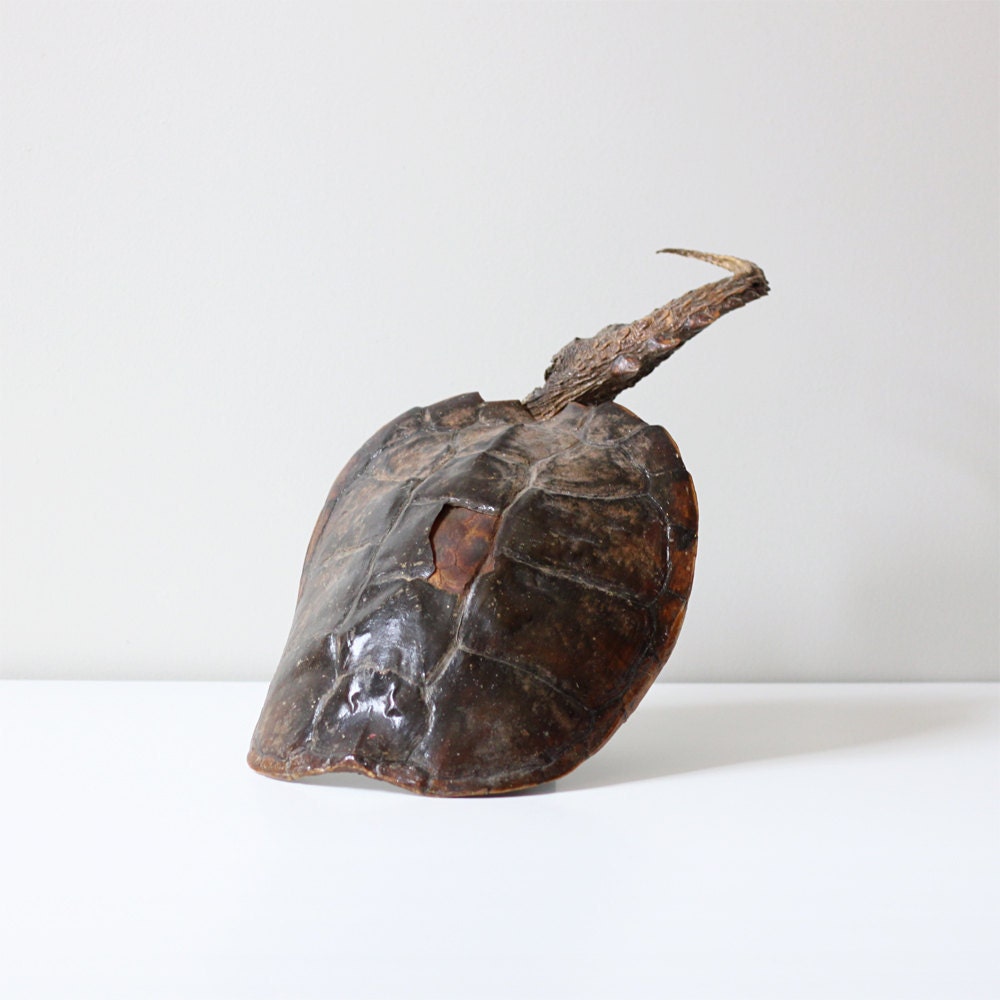 natural turtle shell with tail / rustic decor / found object