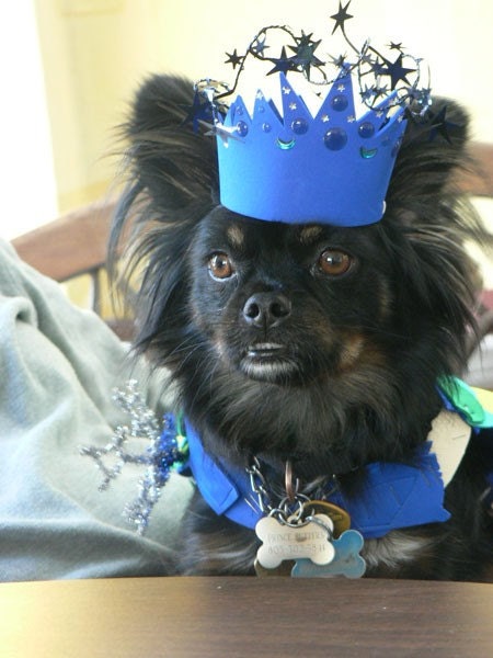 Denyer Designs Dog Tiara, King Triton