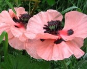 Poppy Photo Card Collection Set of 5