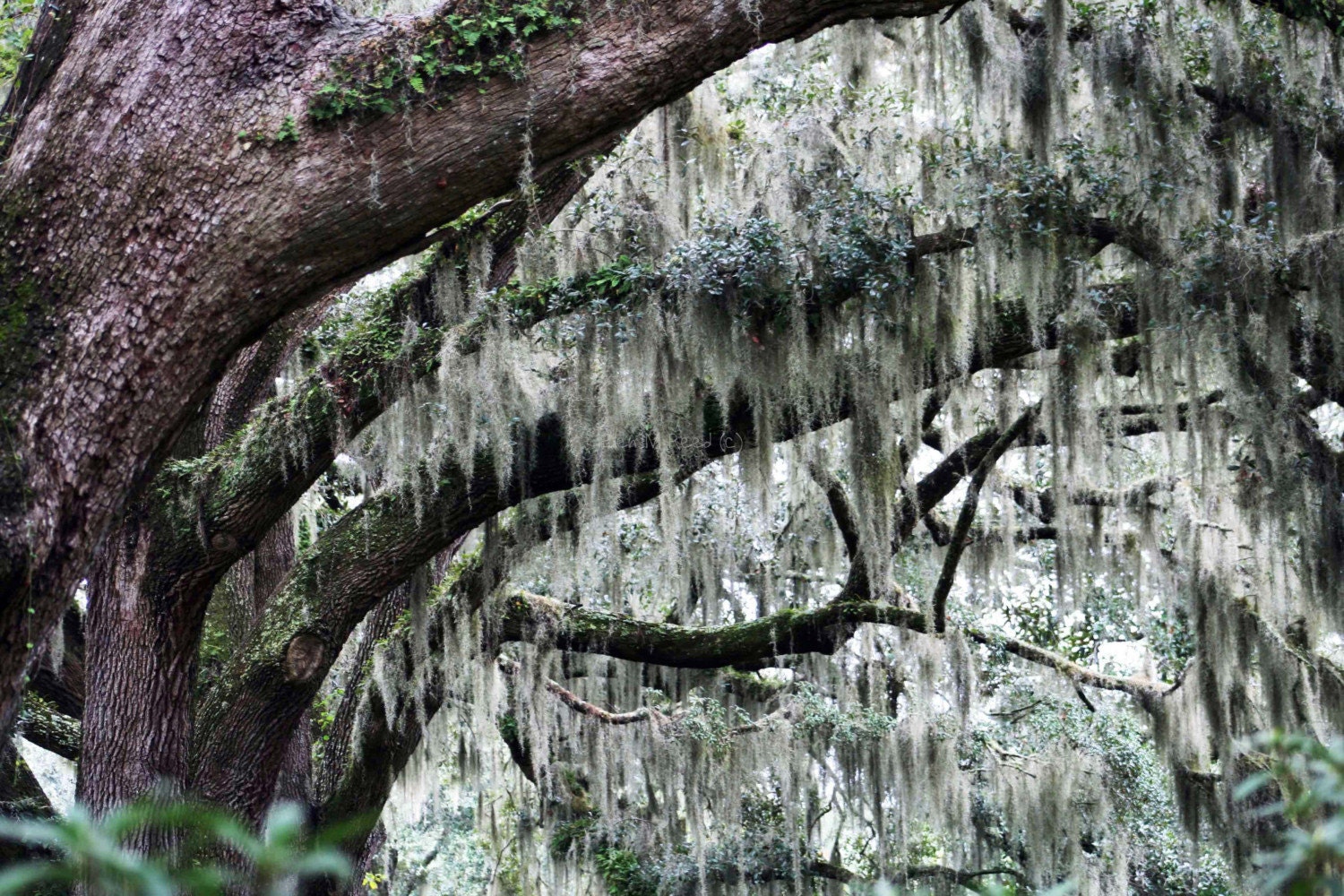 An Abundance of Spanish Moss