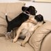 Beagle Attacking Pug
