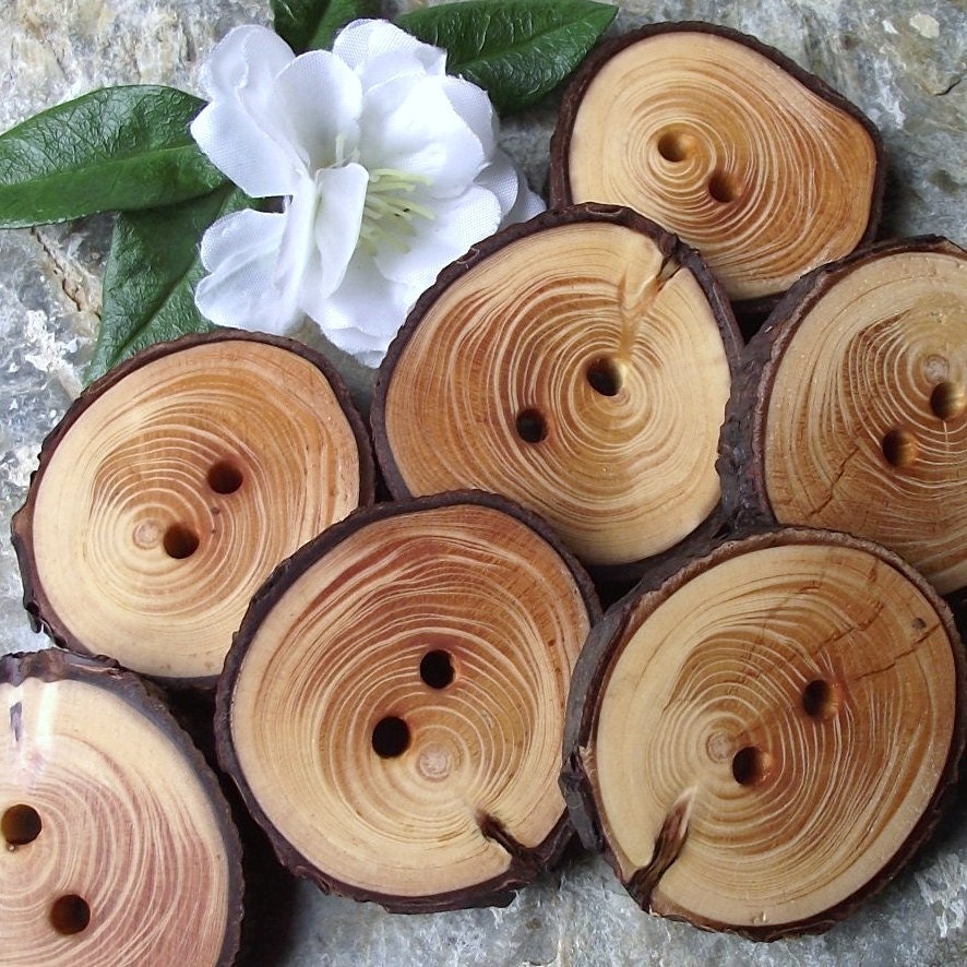 7 Spectacular Spruce Tree Branch Buttons with Bark - 1 5/8 inches x 1 1/2 inches, 2 holes, Great for Journals, Pillows, Handbags, Knitting