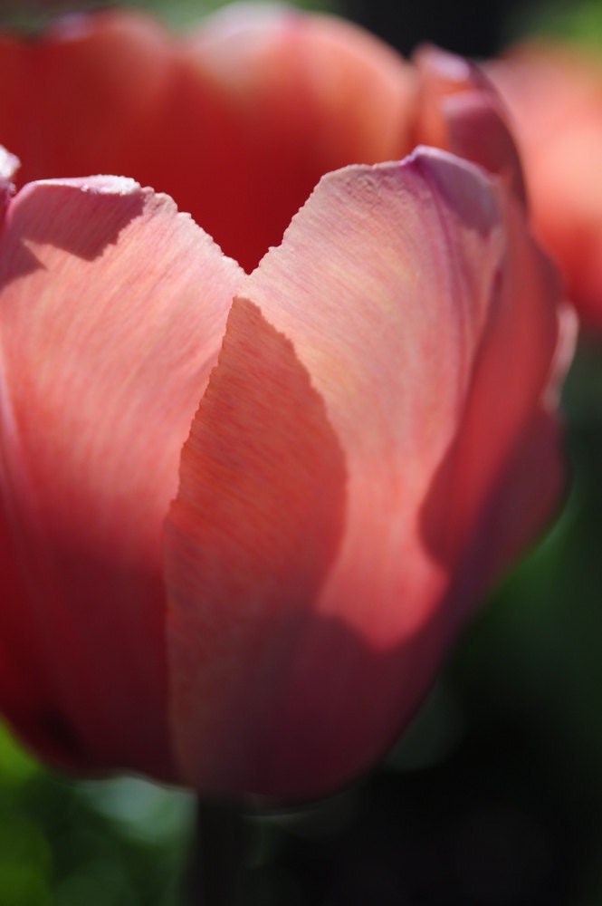 Pastel Tulip Flower Spring Light Rosy Orange Dreamy Floral Garden Rustic Cabin Lodge Photograph