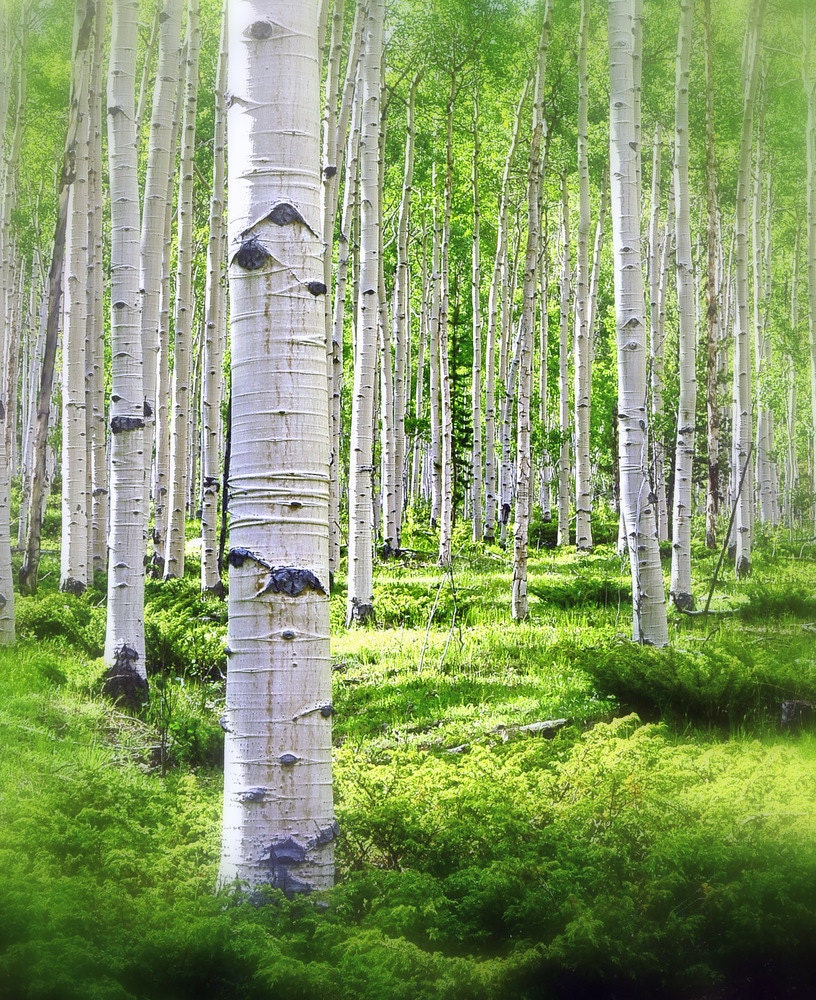 Aspen Forest Summer Dream Glen Green Aspens Woodland Colorado Mountain Leaves Rustic Cabin Lodge Photograph