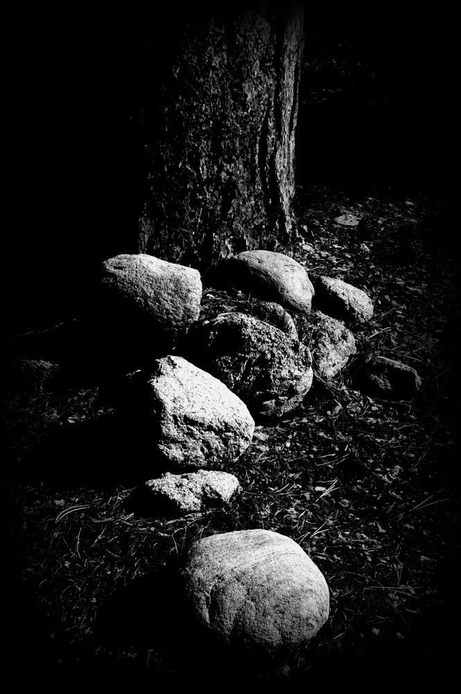 Forest Floor Feng Shui Pine Tree Rocks Black and White Mountains Cabin Rustic Lodge Photograph