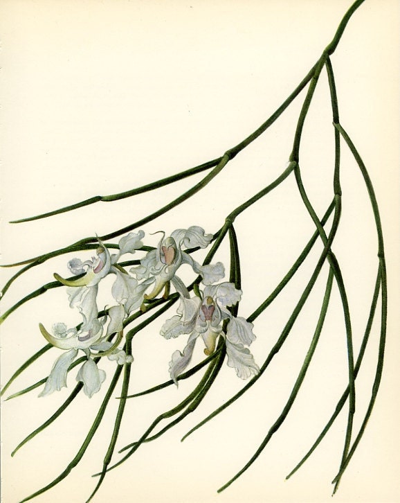 Vintage Art Print, Flower 33 Orchid, Aerides vandarum, India, China, Botanical, Natural History Book Plate, Framing, 1970, Kaplicka - MarcadeVintagePrints