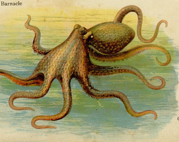 Crayfish, Crab, Barnacle, Snail, Octopus, Sea, Antique Chromolithograph, Natural History, 1902., Paul Wagner
