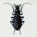 Vintage Ground Beetle Print, Vladimir Bohac, 1965, Bug Creepy Crawly