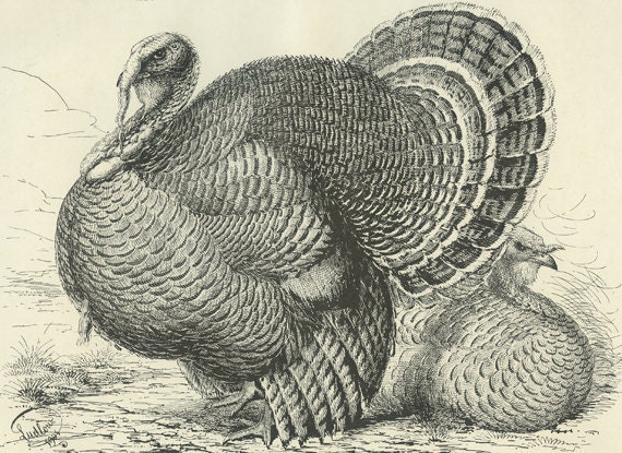 SALE American Bronze Turkey, Antique Poultry Print, 1905, J. W. Ludlow, Lewis Wright, Birds, Chickens, Home Decor, Kitchen, Frameable