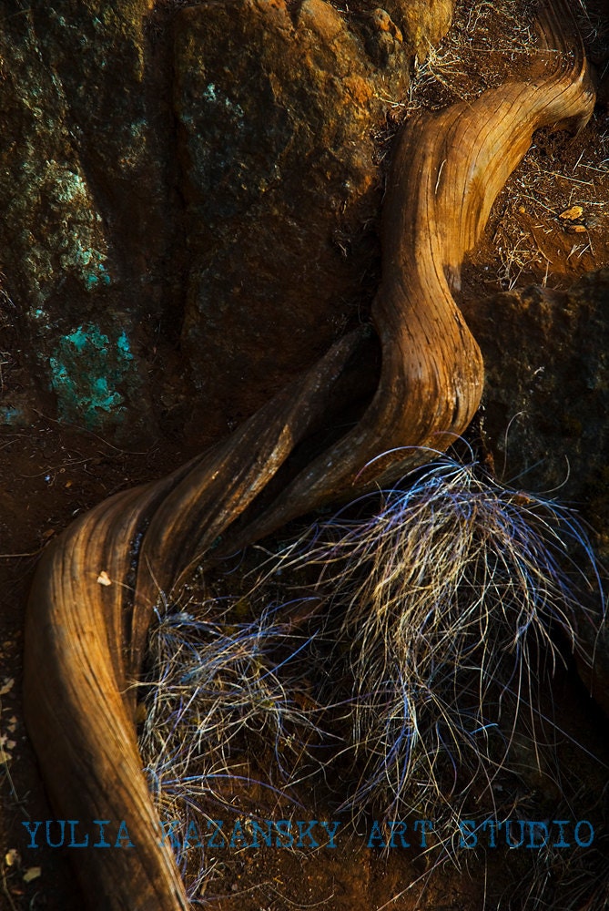 Roots abstract brown earth colors fine art photography - yuliartstudio