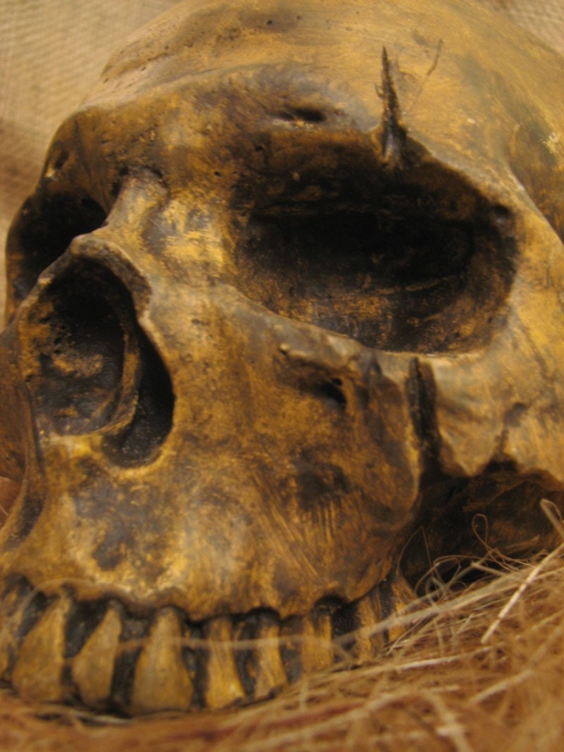 Aged Human Skulls Natural B
