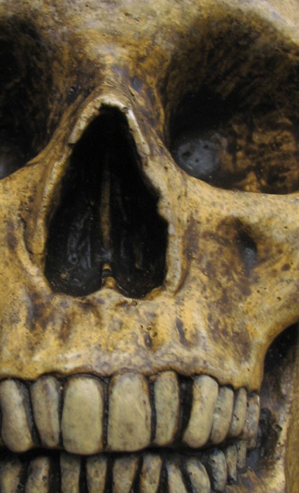 Half Aged Human Skulls with Lower Mandible - Natural