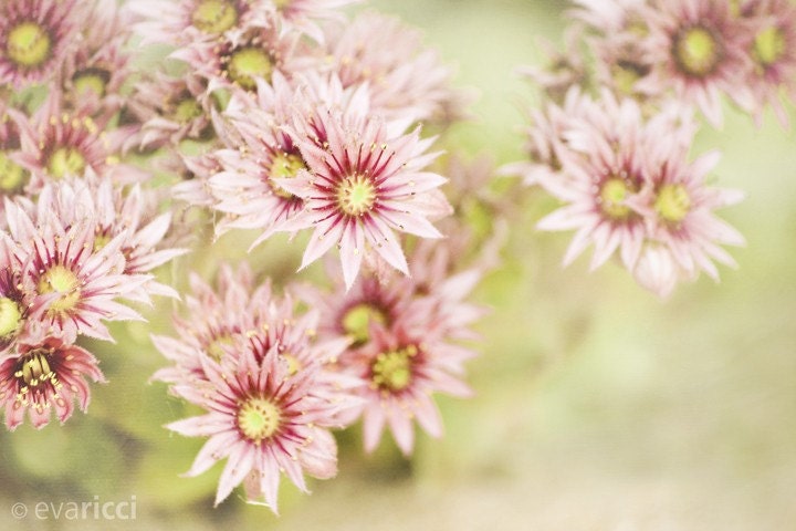 Flower photo pink 8x8 Fine Art archival print, Kodak endura paper Photograpghy, Eva Ricci, Title:Fiore di Fantasia II