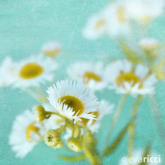 Little Shy FLower