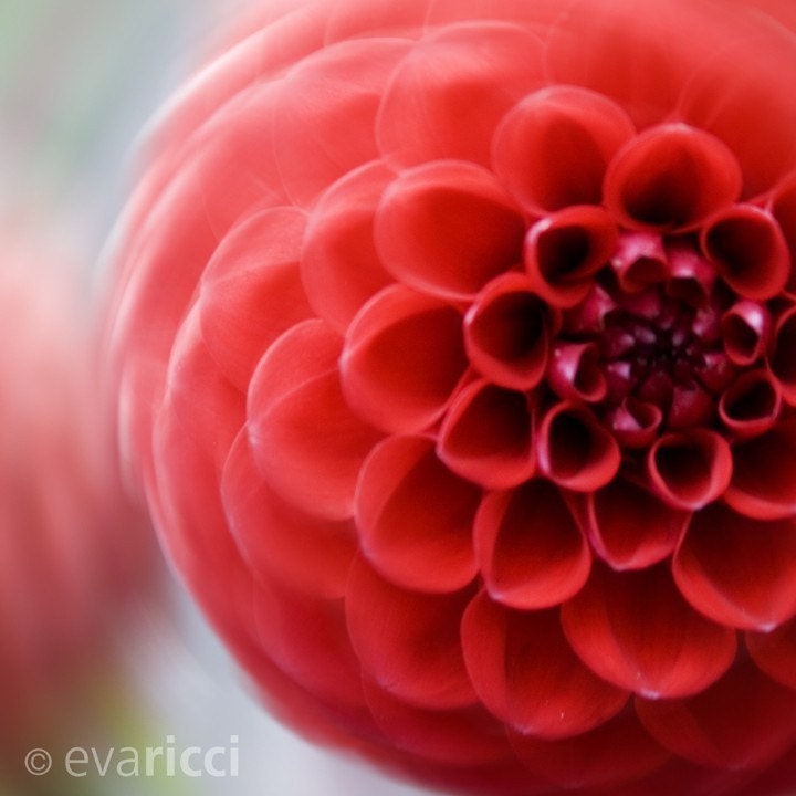 Dahlia Swirl